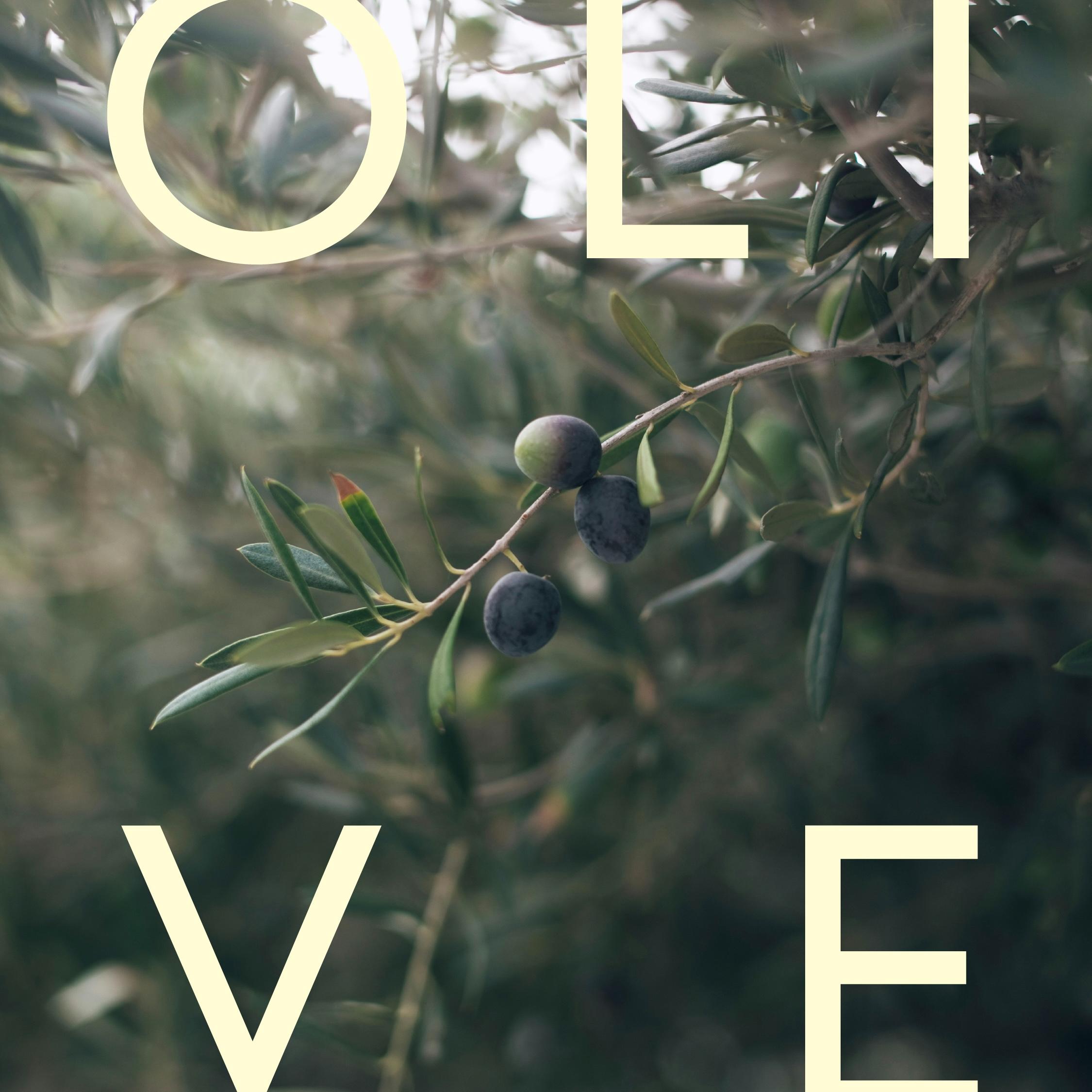 Shower Gel - Olivenolie & Lavendel
