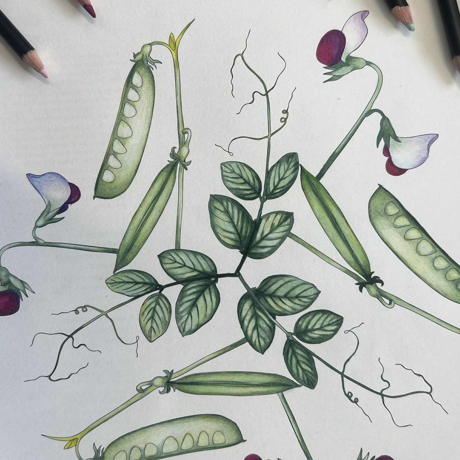 Flora Danica Mandalas