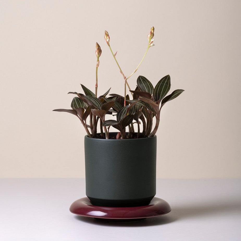 Lily Pot - Glaseret Urtepotte - Forest Night