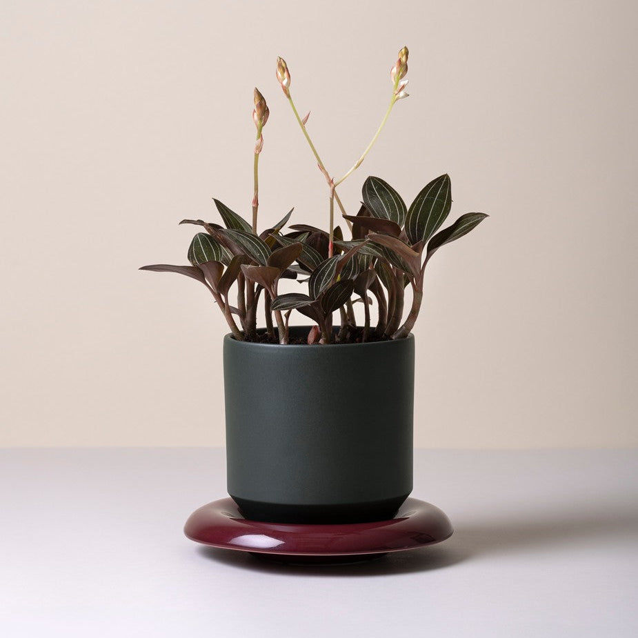 Lily Saucer - Glaseret Underskål - Burgundy