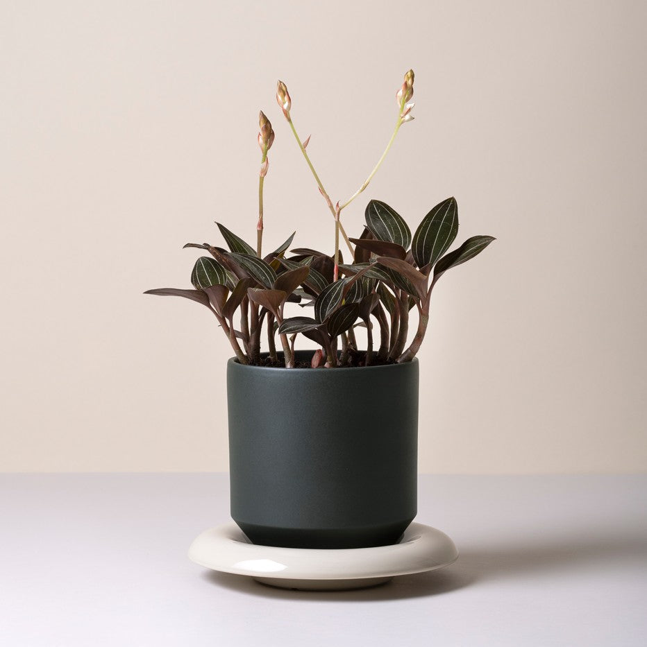 Lily Saucer - Glaseret Underskål - Sandstone