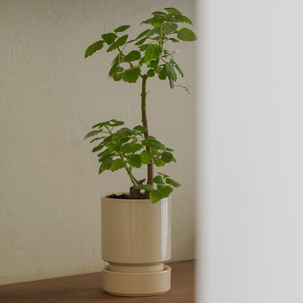 The Hoff Pot & Saucer - Glaseret Sæt - Sandstone