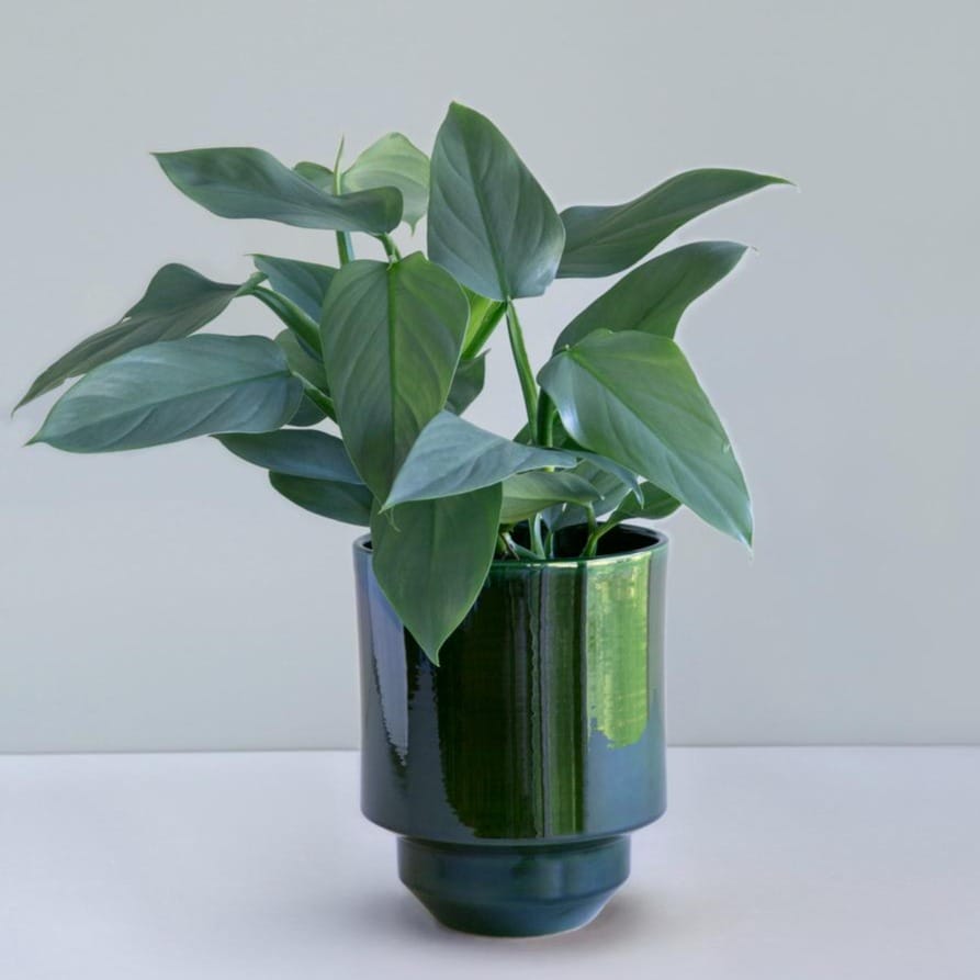 Bergs Potter grøn glaseret Hof potte - med en plante