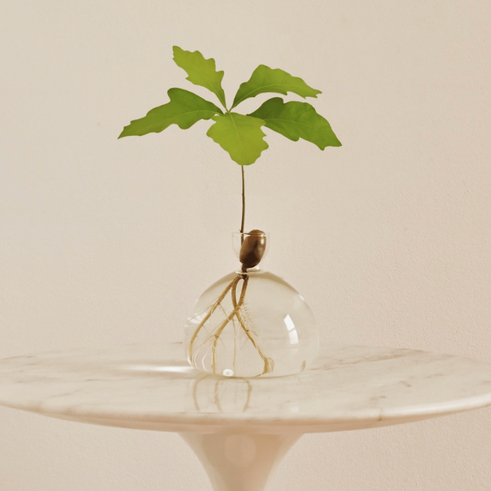 Ilex agern vase klar