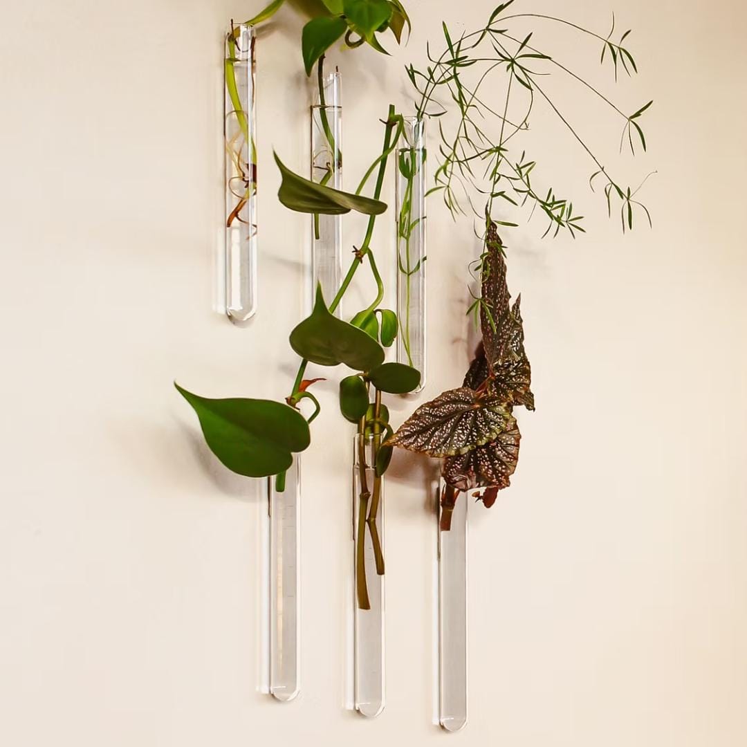 Walleaf cylindervaser til planter og blomster i transparant klar glas