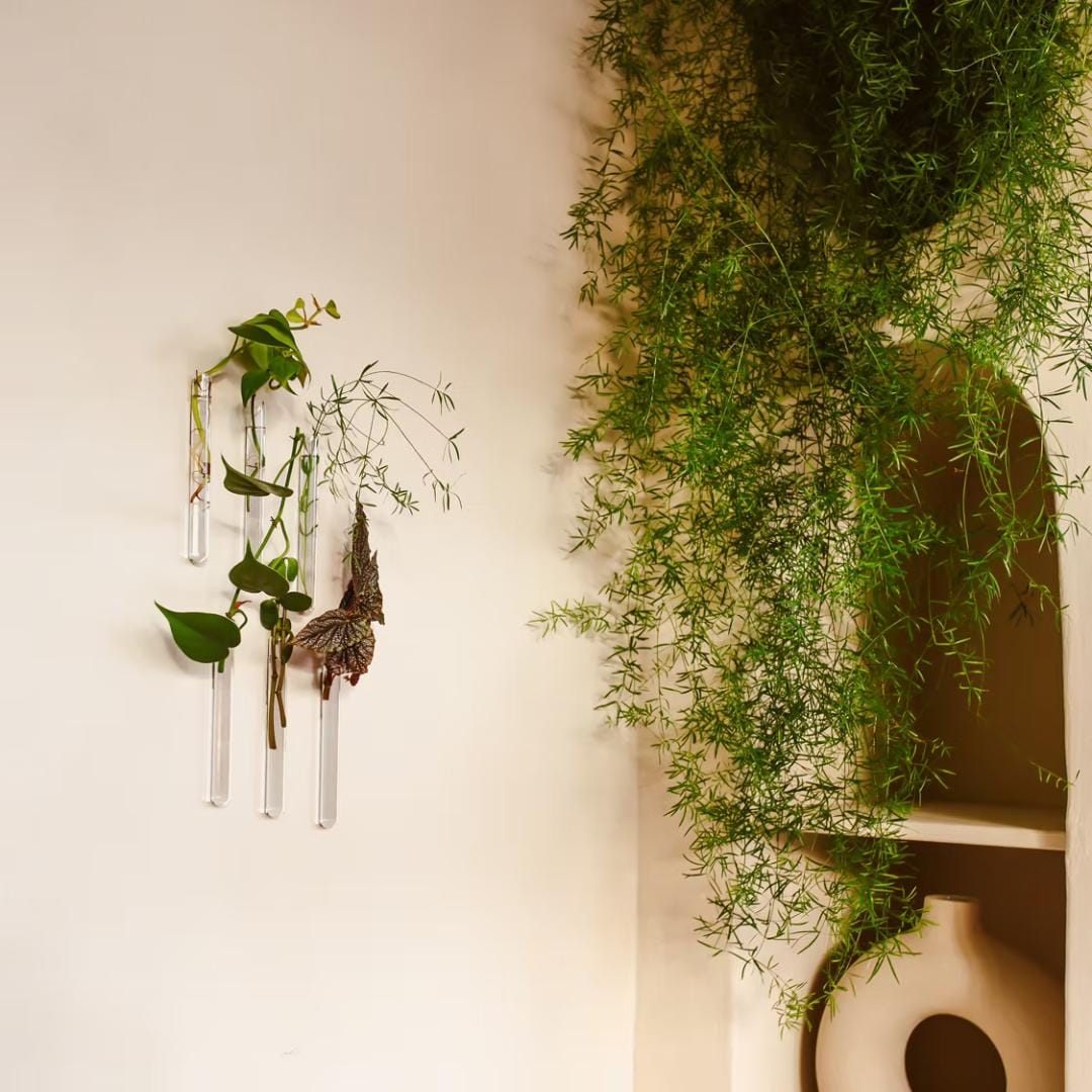 Cylindervaser til stiklinker, planter og krydderurter. Her ses en seks pak i transparant glas