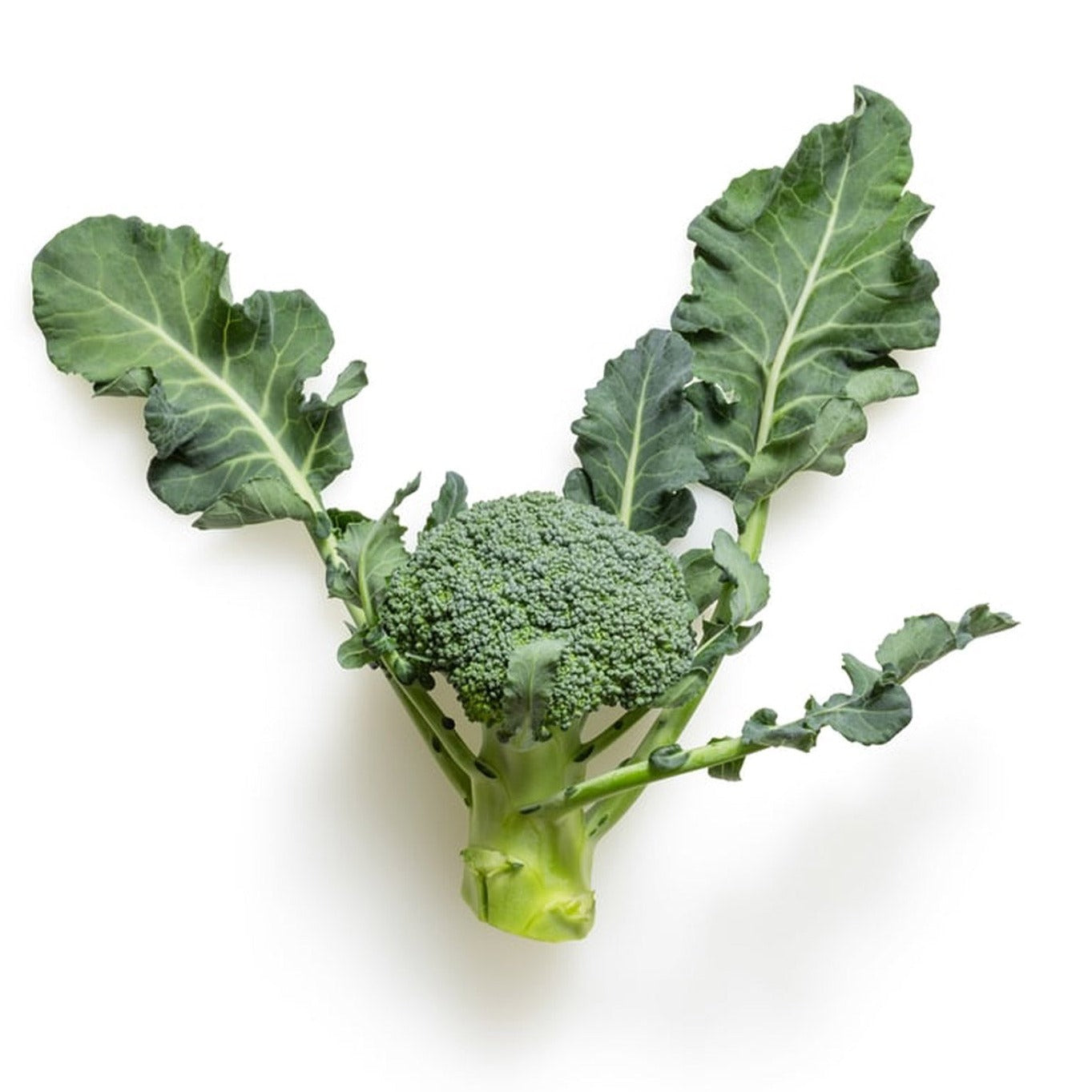 Broccoli