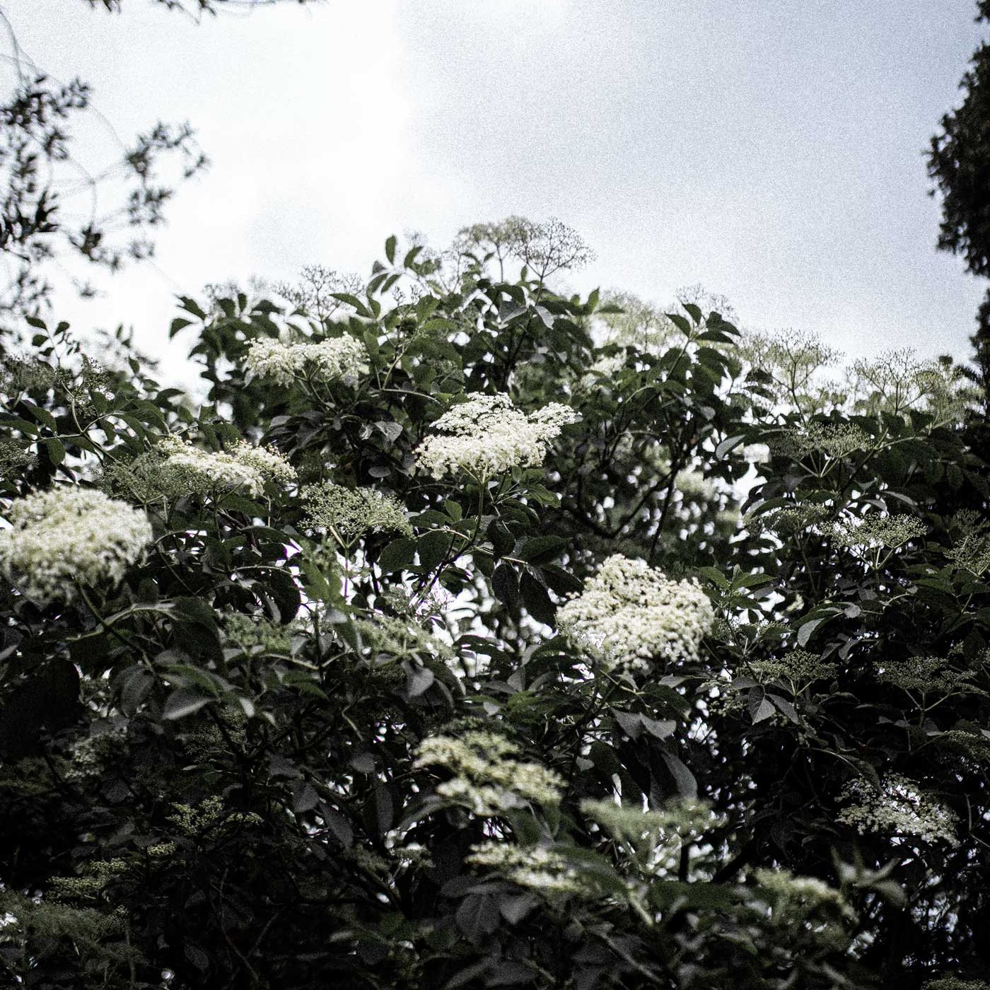 Ansigtsolie Antioxidant - Solbær & Hyldeblomst