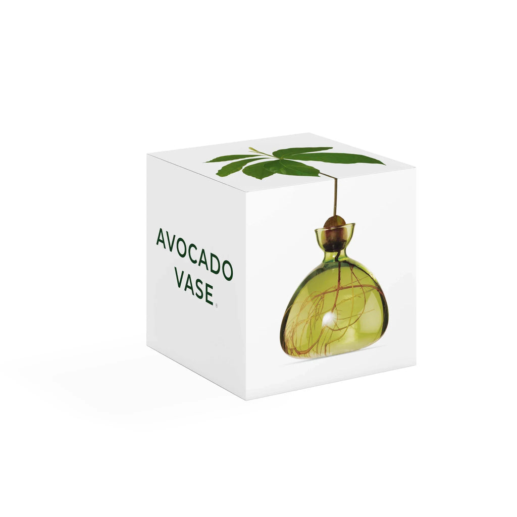 Grøn vase lavet til at spire avocado sten i