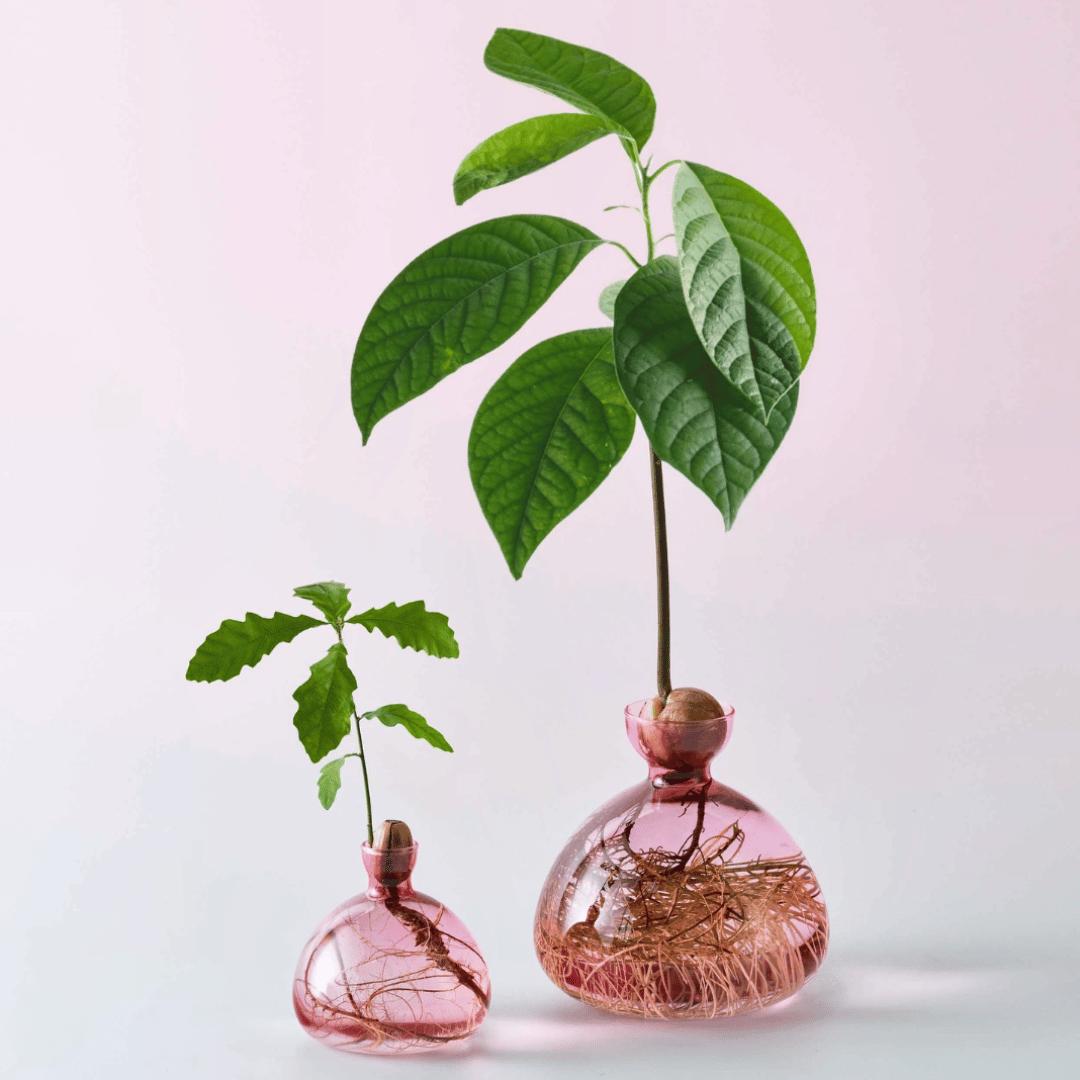 Lyserød vase lavet til at spire avocado sten i