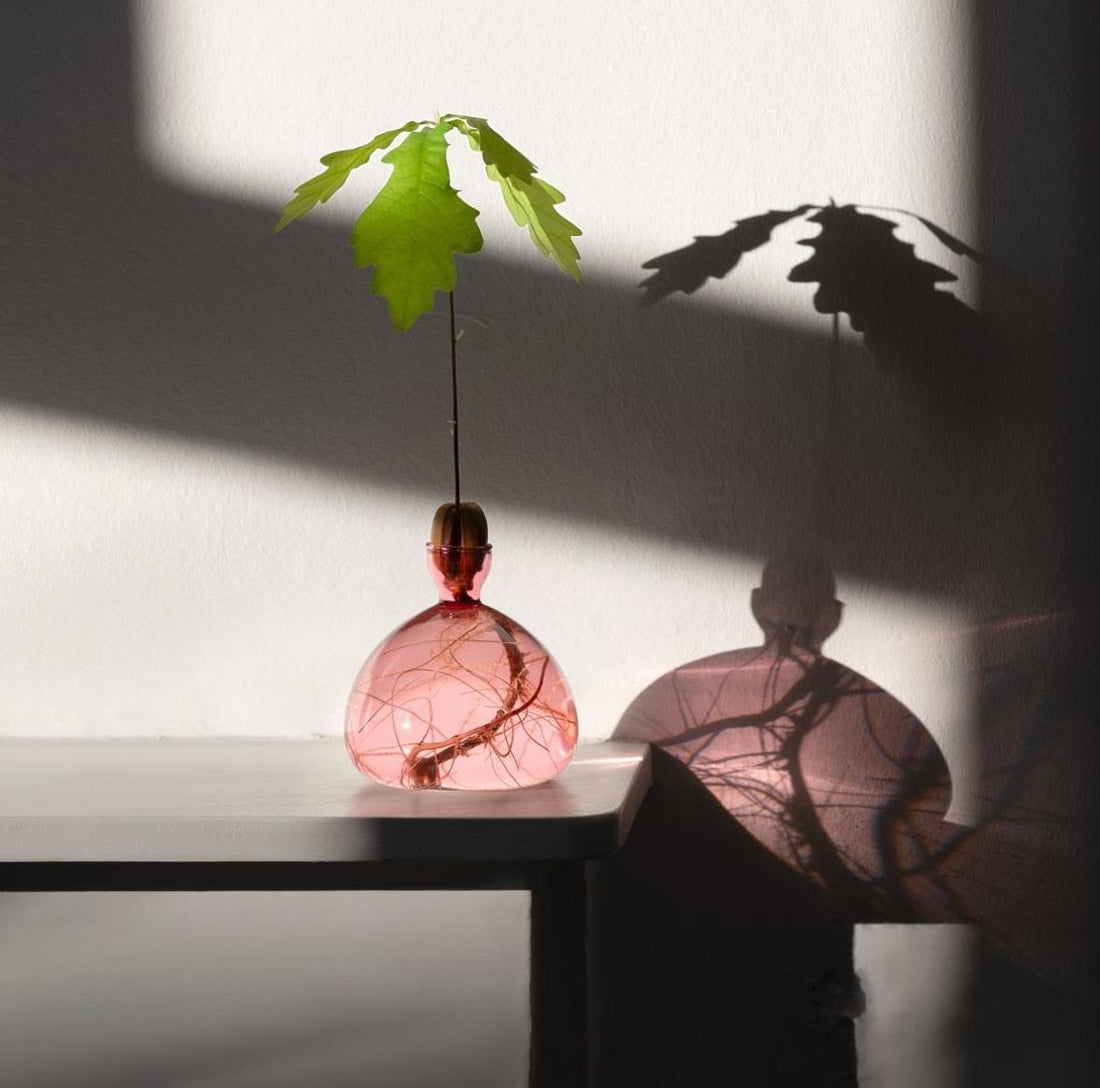 En lyserød vase til at spire agern i