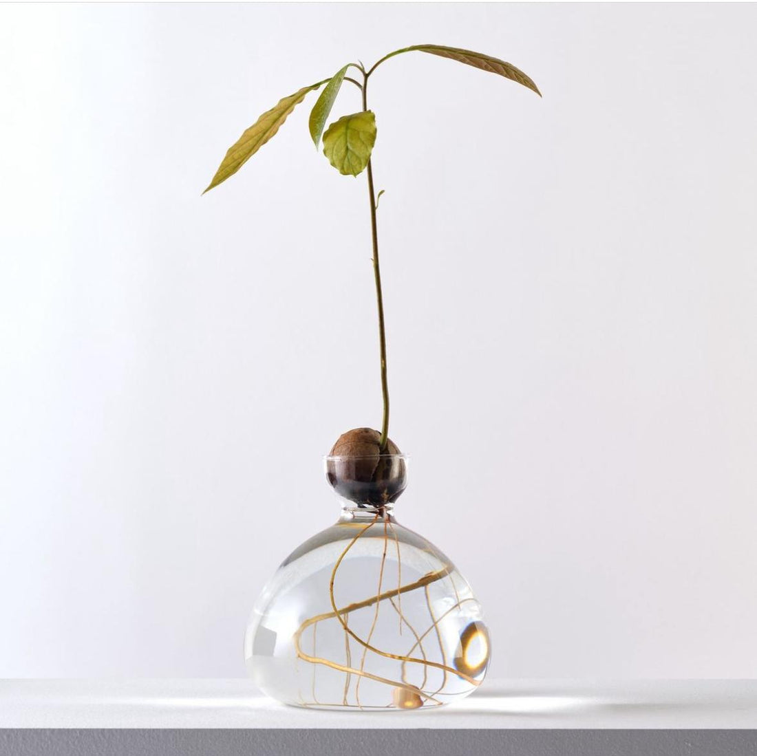 Klar vase lavet til at spire avocado sten i