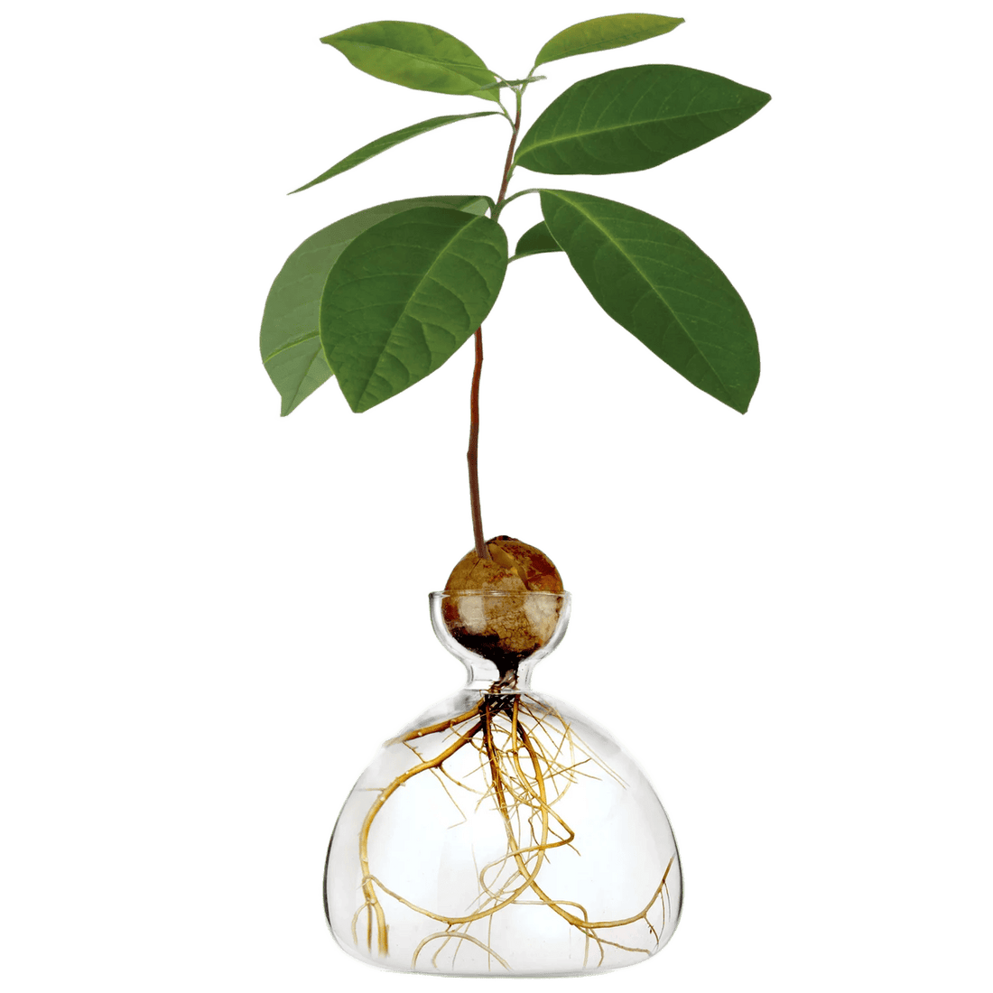 Avocado vase fra ILEX STUDIO i farven &