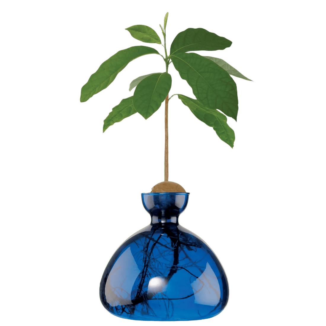 Agern vase fra ILEX STUDIO i farven &