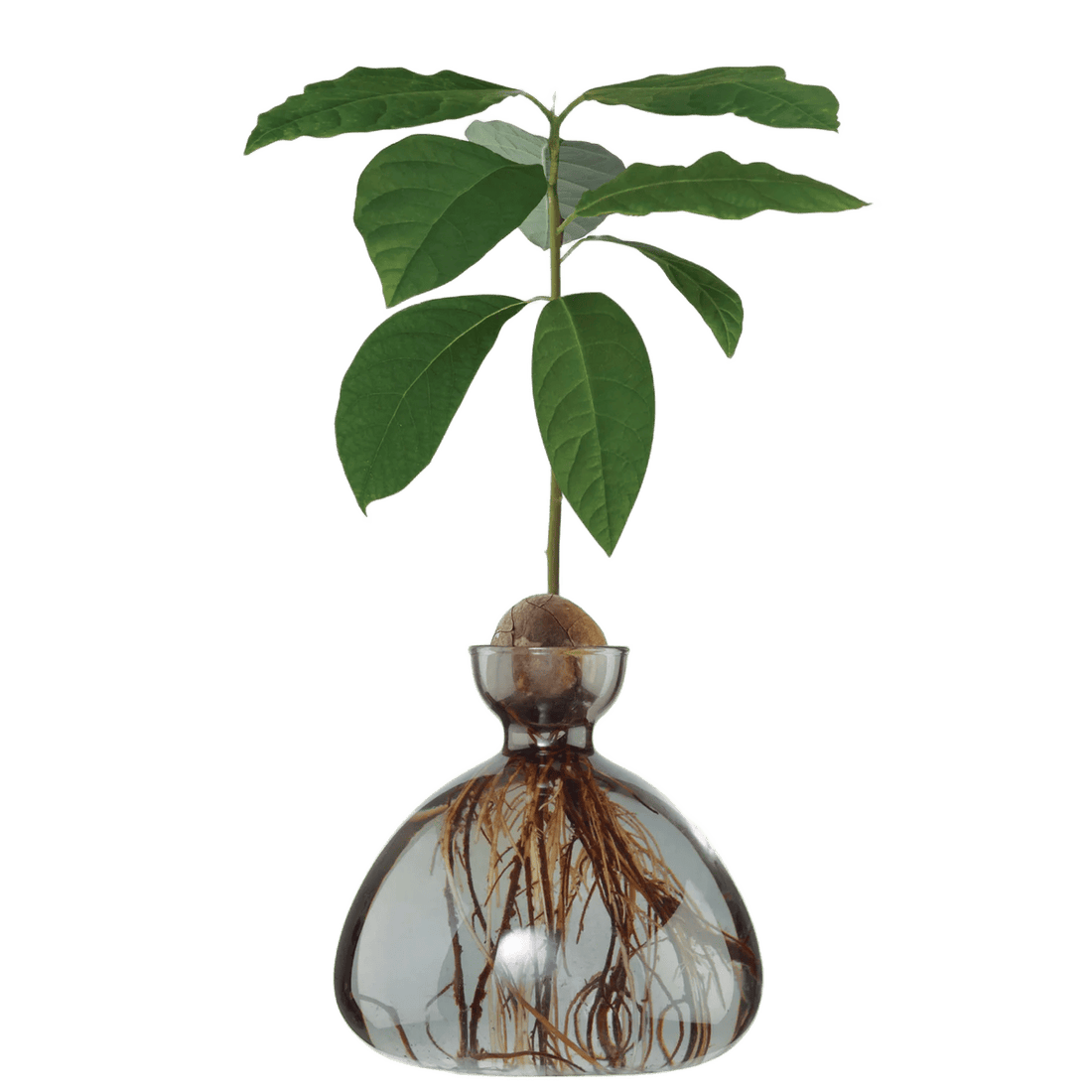 Avocado vase fra ILEX STUDIO i farven &