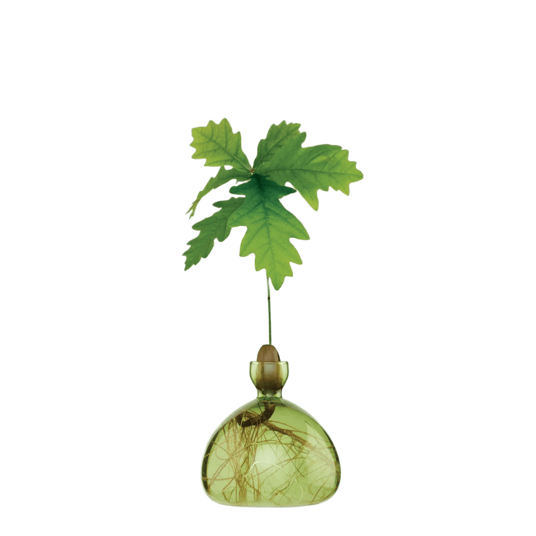 Agern vase fra ILEX STUDIO i farven &