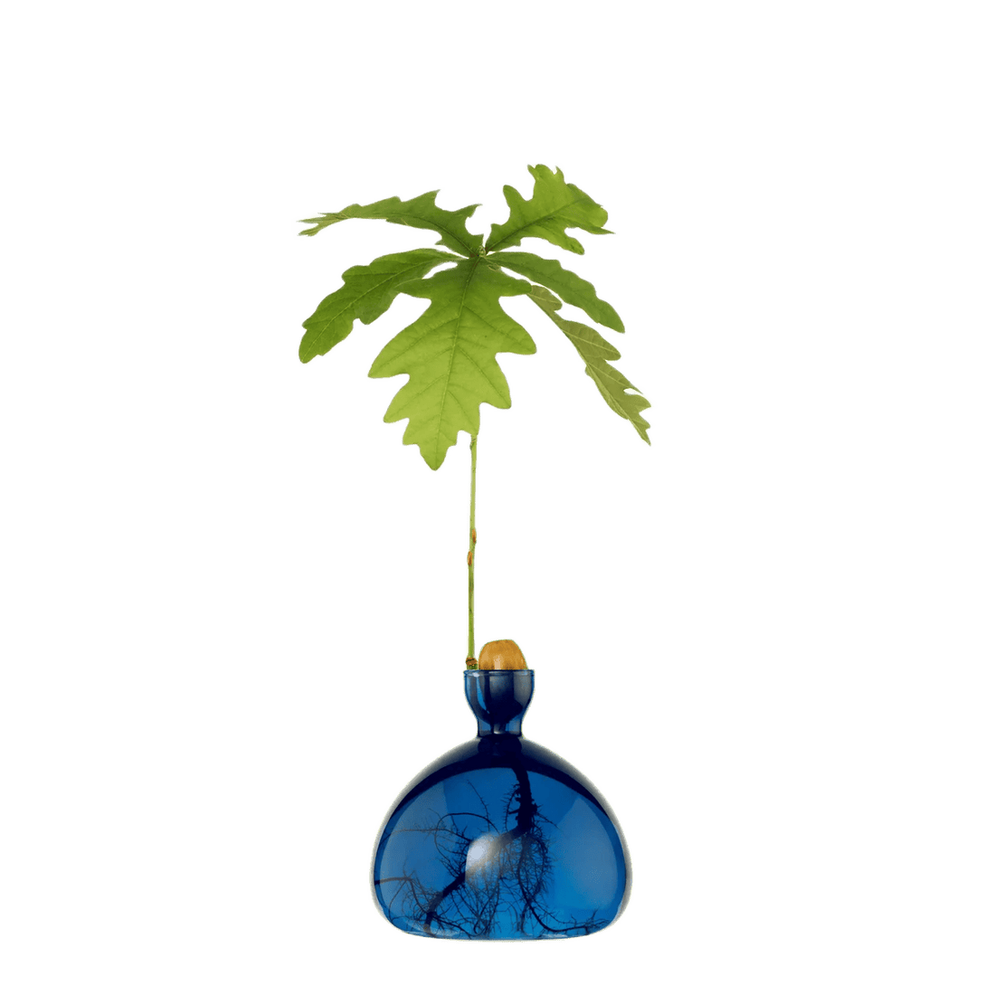 Avocado vase fra ILEX STUDIO i farven &