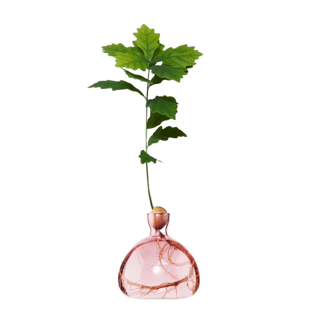 Agern vase fra ILEX STUDIO i farven &