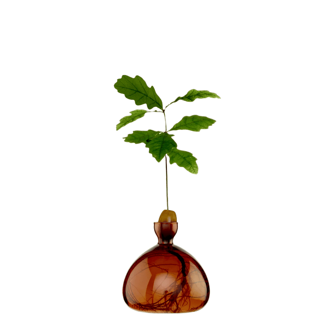 Agern vase fra ILEX STUDIO i farven &