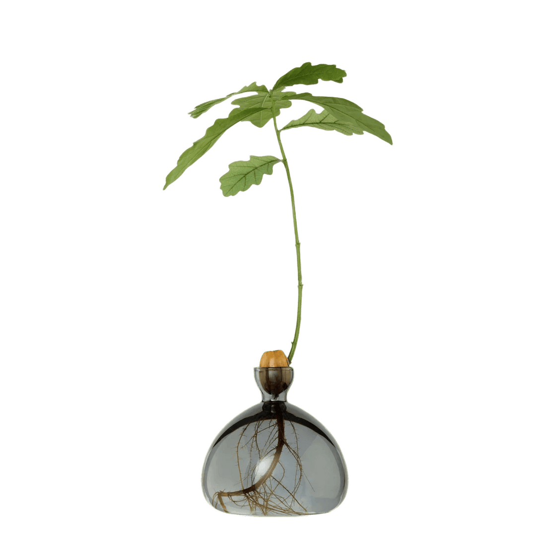 Agern vase fra ILEX STUDIO i farven &