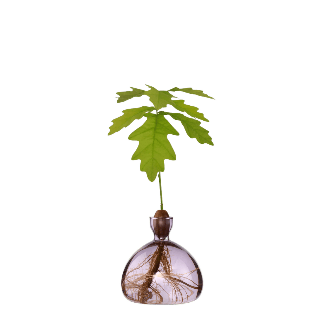 Agern vase fra ILEX STUDIO i farven &