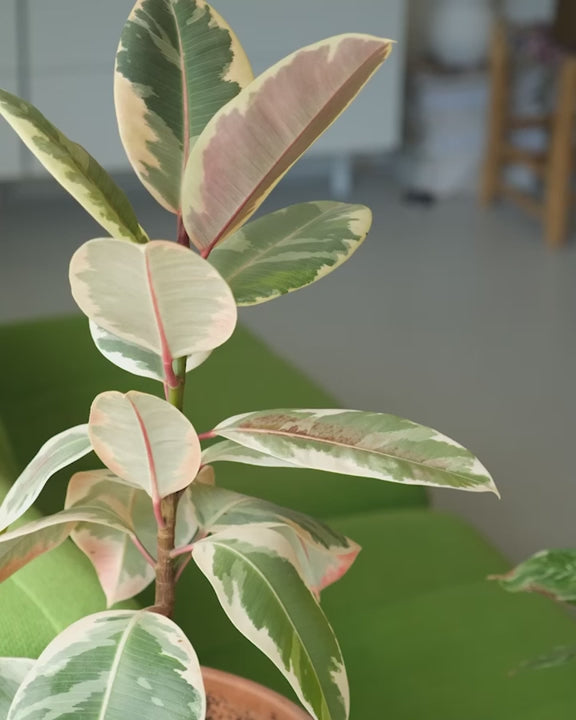 Brume, Plantepleje Til Balance & Vækst - Cleaning Mist