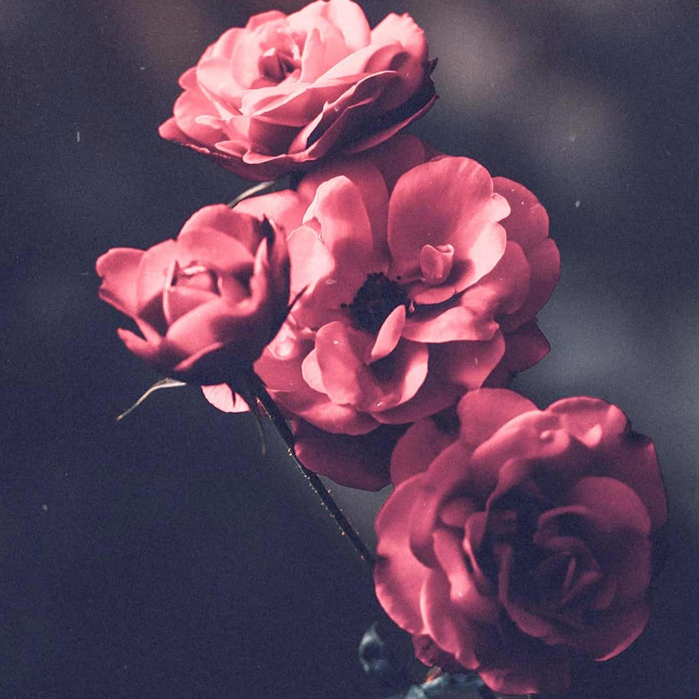 Økologisk Ansigts Tonic - Damask Rose