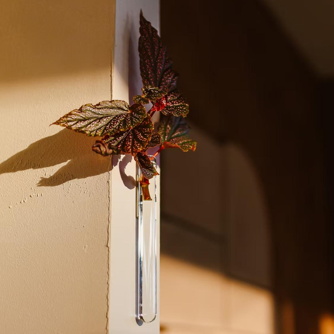WallLeaf vægvase i transparent glas med magnetisk montering til stiklinger og blomster