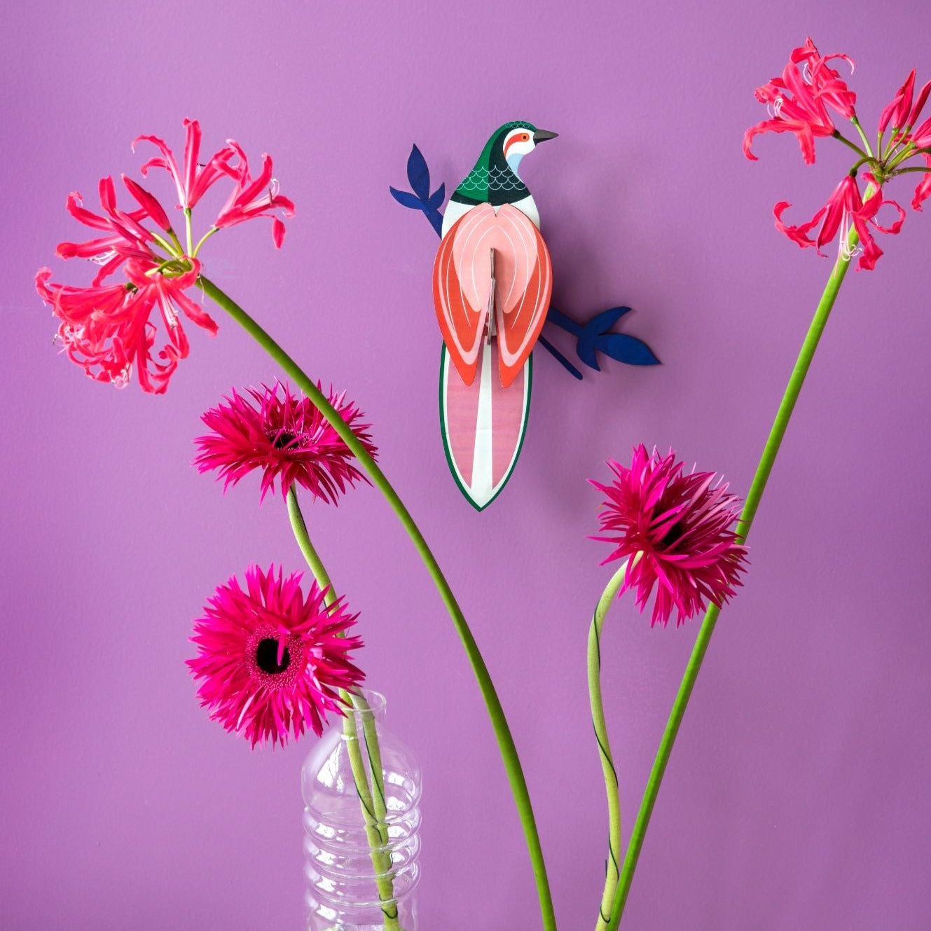 Paradise bird, rani studio roof