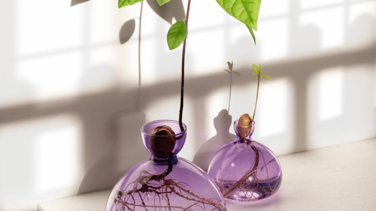 Kom godt fra start med din ILEX Studio vase
