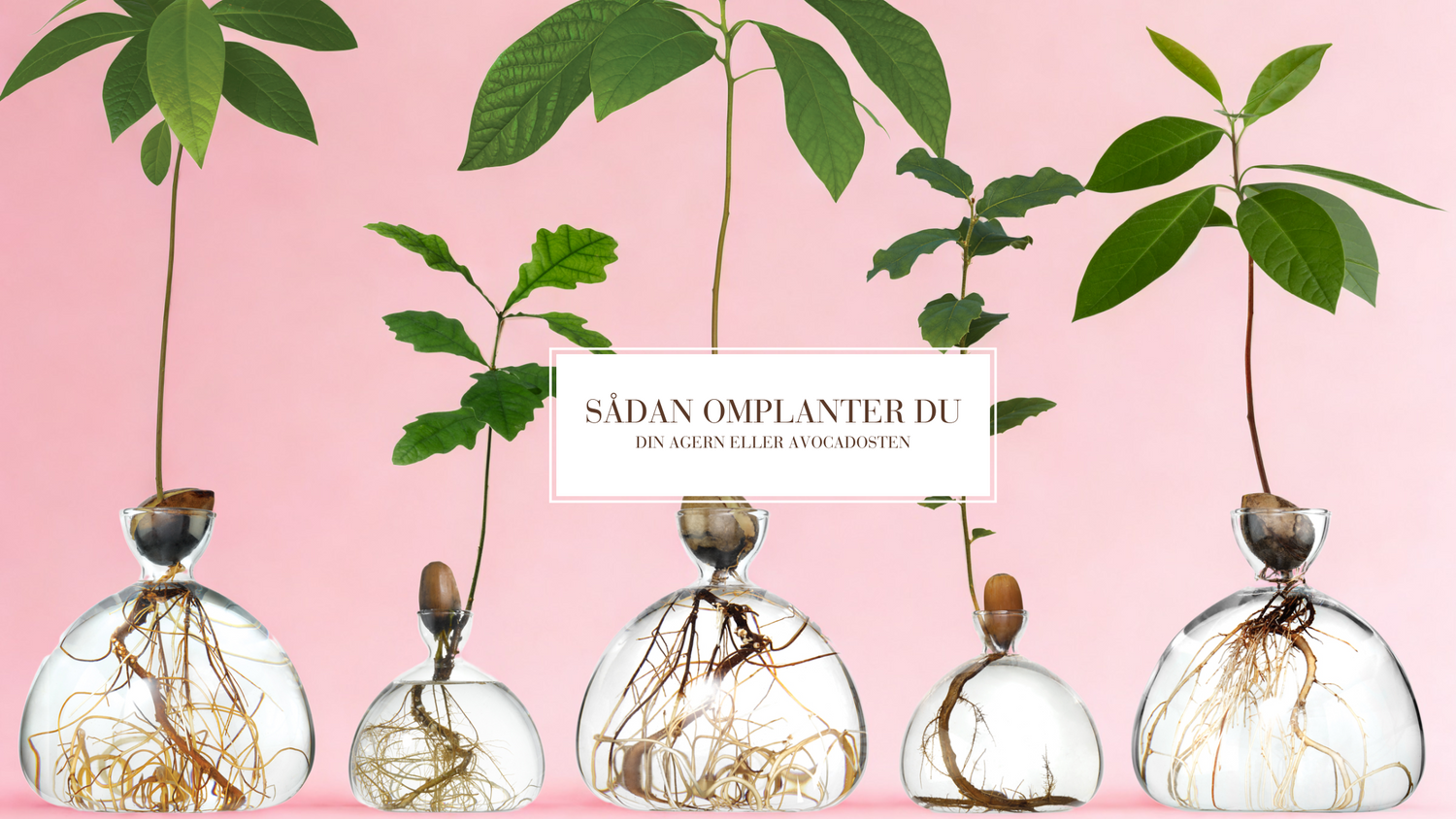 Sådan omplanter du din agern & avocado