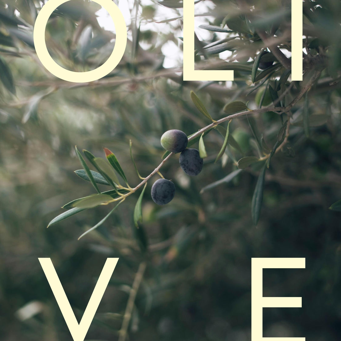 Shower Gel - Olivenolie &amp; Lavendel