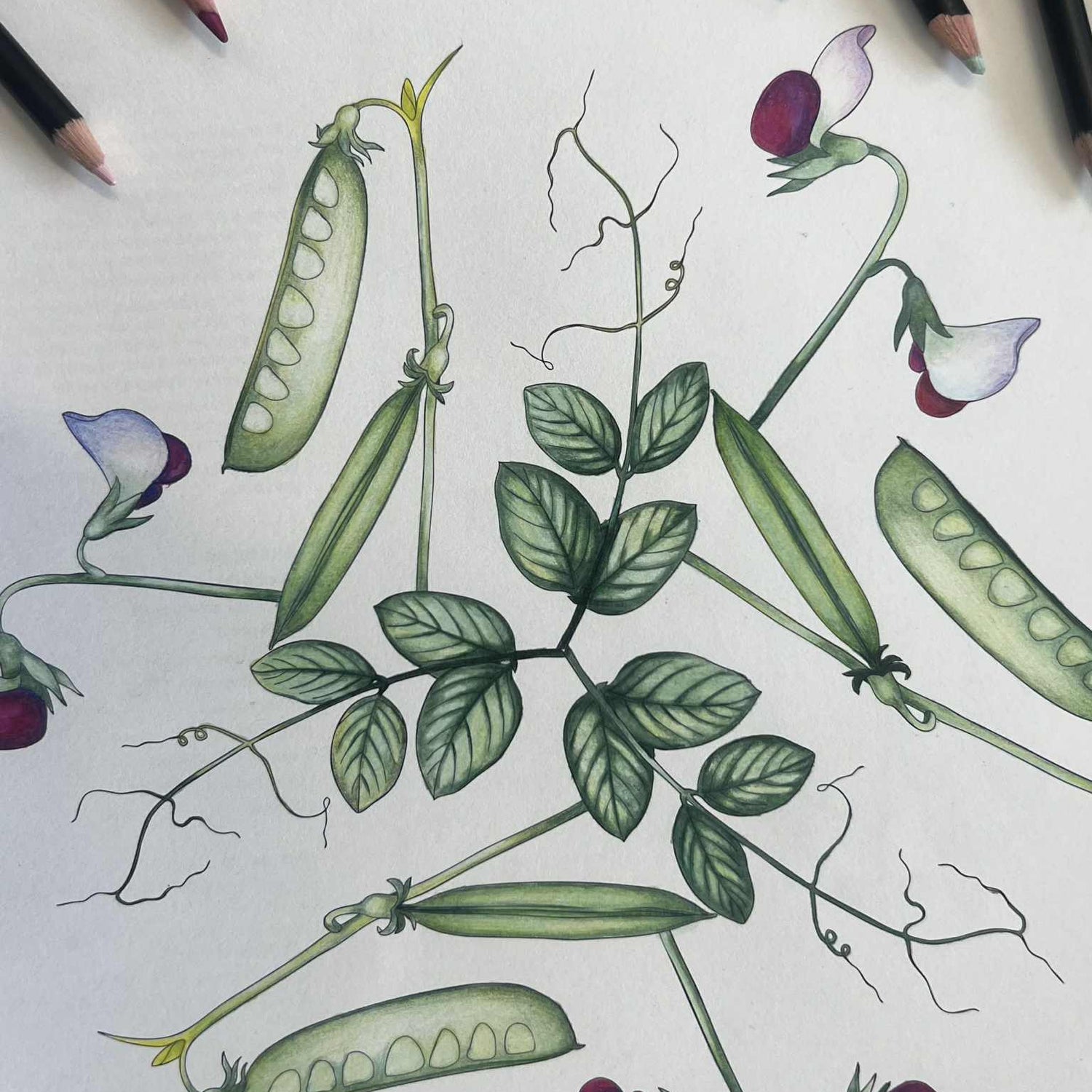 Flora Danica Mandalas