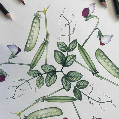 Flora Danica Mandalas