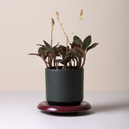 Lily Saucer - Glaseret Underskål - Burgundy