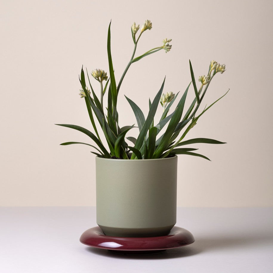 Lily Pot - Glaseret Urtepotte - Sage Green