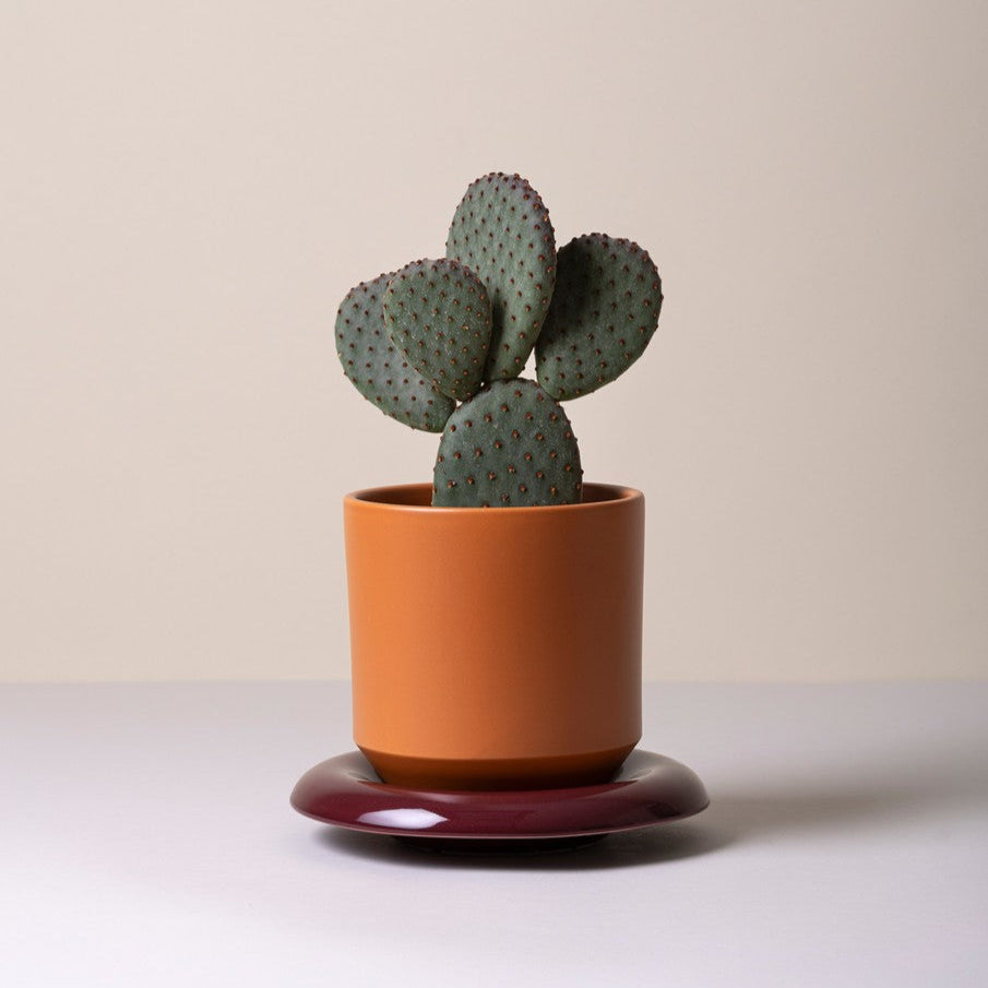 Terracotta farvet potte med en mørkerød underskål