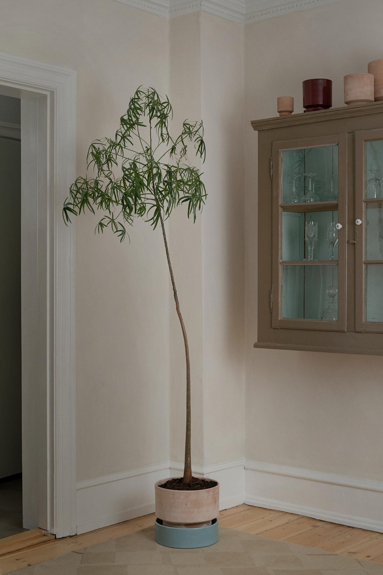Bergs Potter. Her ses The Low Pot med en stor plante. Farvene er Raw Rose og en blå glaseret underskål.