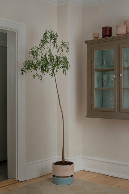 Bergs Potter. Her ses The Low Pot med en stor plante. Farvene er Raw Rose og en blå glaseret underskål.