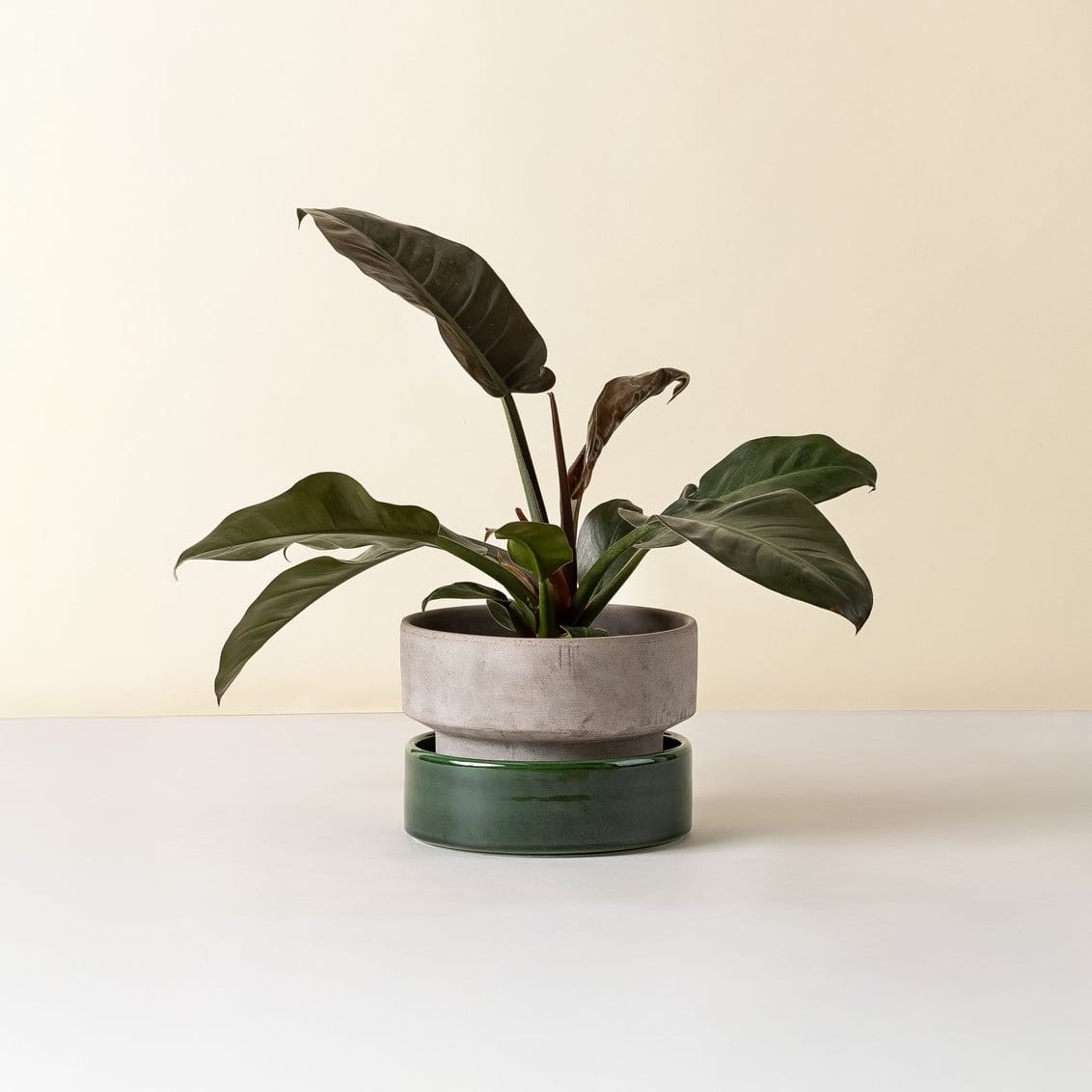 The Hoff Low Pot - Urtepotte - Raw Grey