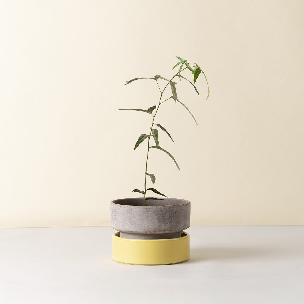 The Hoff Low Pot - Urtepotte - Raw Grey