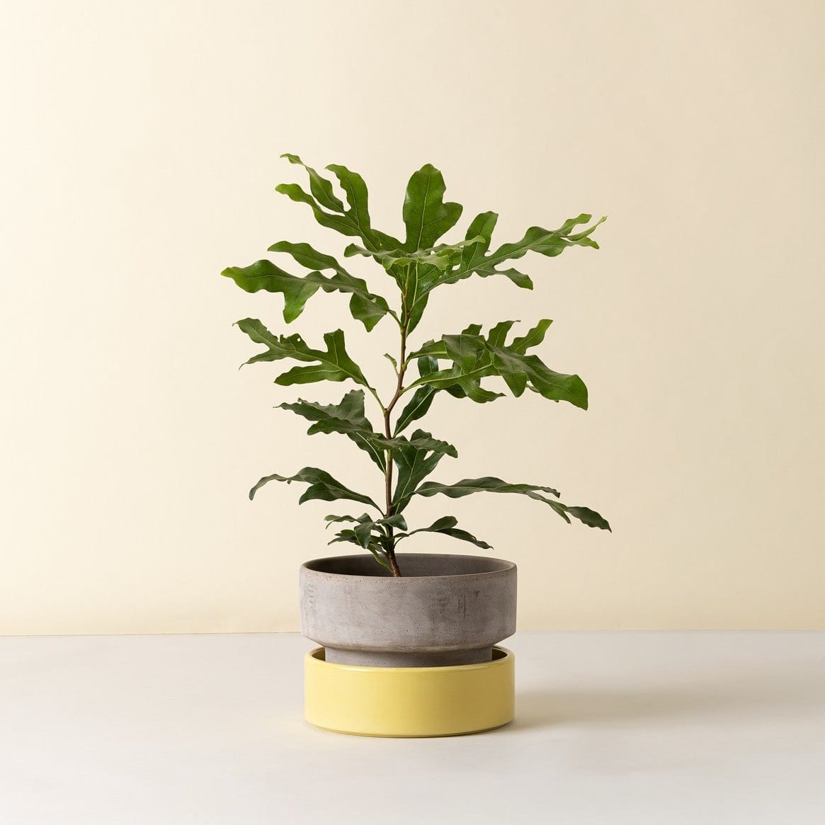The Hoff Low Pot - Urtepotte - Raw Grey