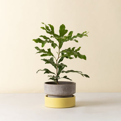 The Hoff Low Pot - Urtepotte - Raw Grey