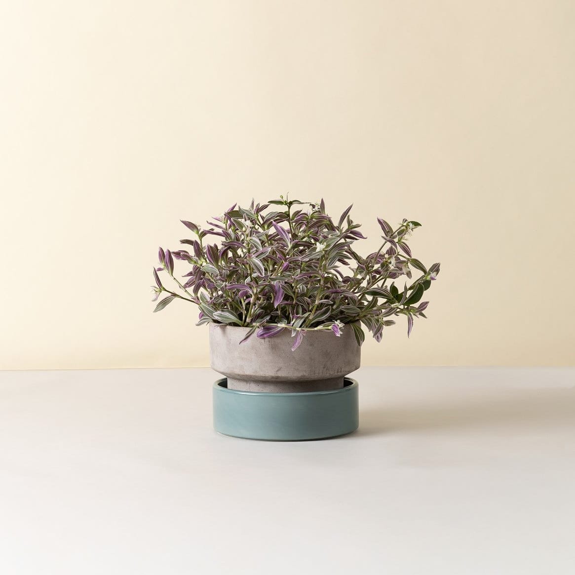 The Hoff Low Pot - Urtepotte - Raw Grey