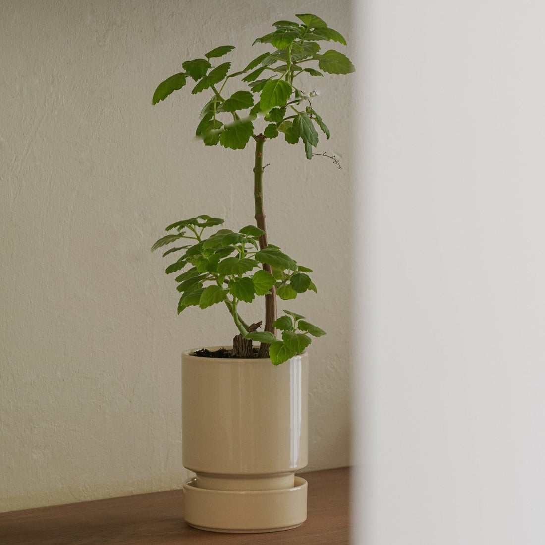 En ny glasseret Hoff Potte fra Bergs Potter i creme hvid - dette sæt sælges med underskål, men kan mikses med andre skåle og potter fra Bergs Potter
