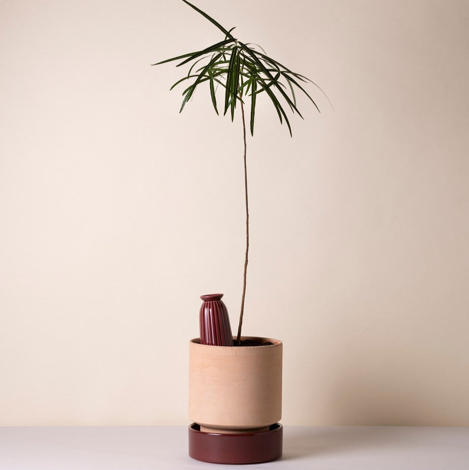 Cove - Glaseret Selvvander - Burgundy