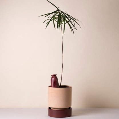 Cove - Glaseret Selvvander - Burgundy