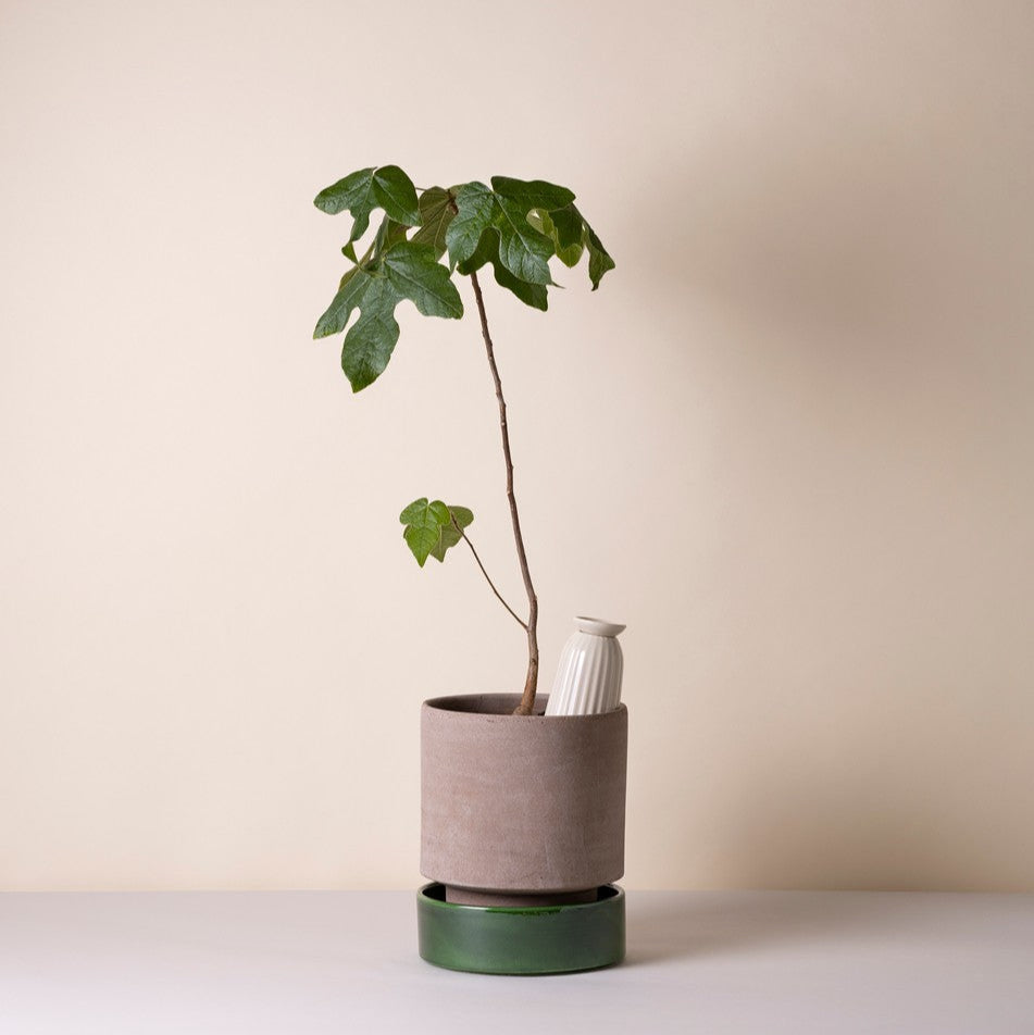 En hvid selvvander fra Bergs Potter - helt perfekt til vanding af dine planter og blomster