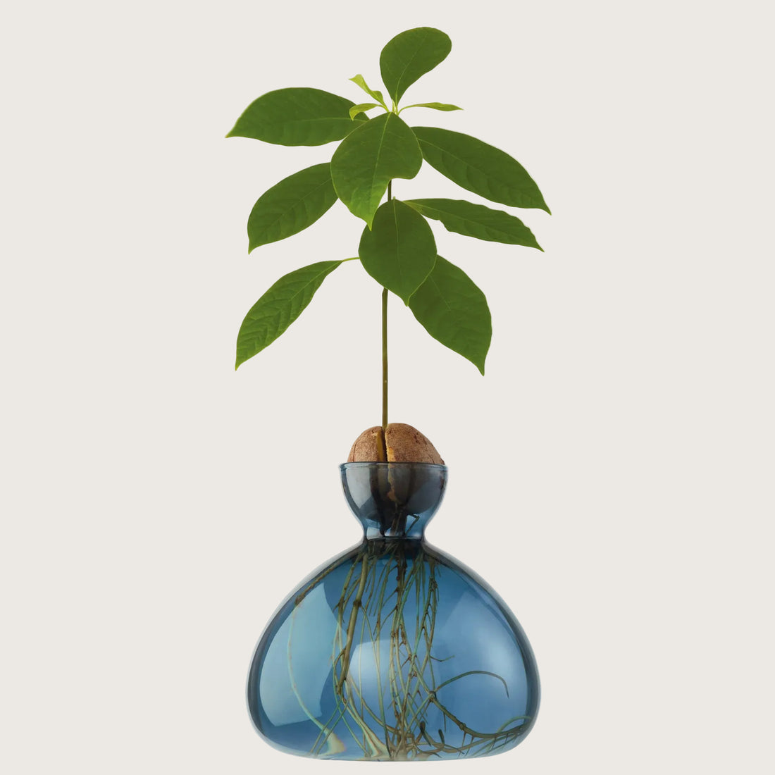 Avocado Vase - Blue Jay