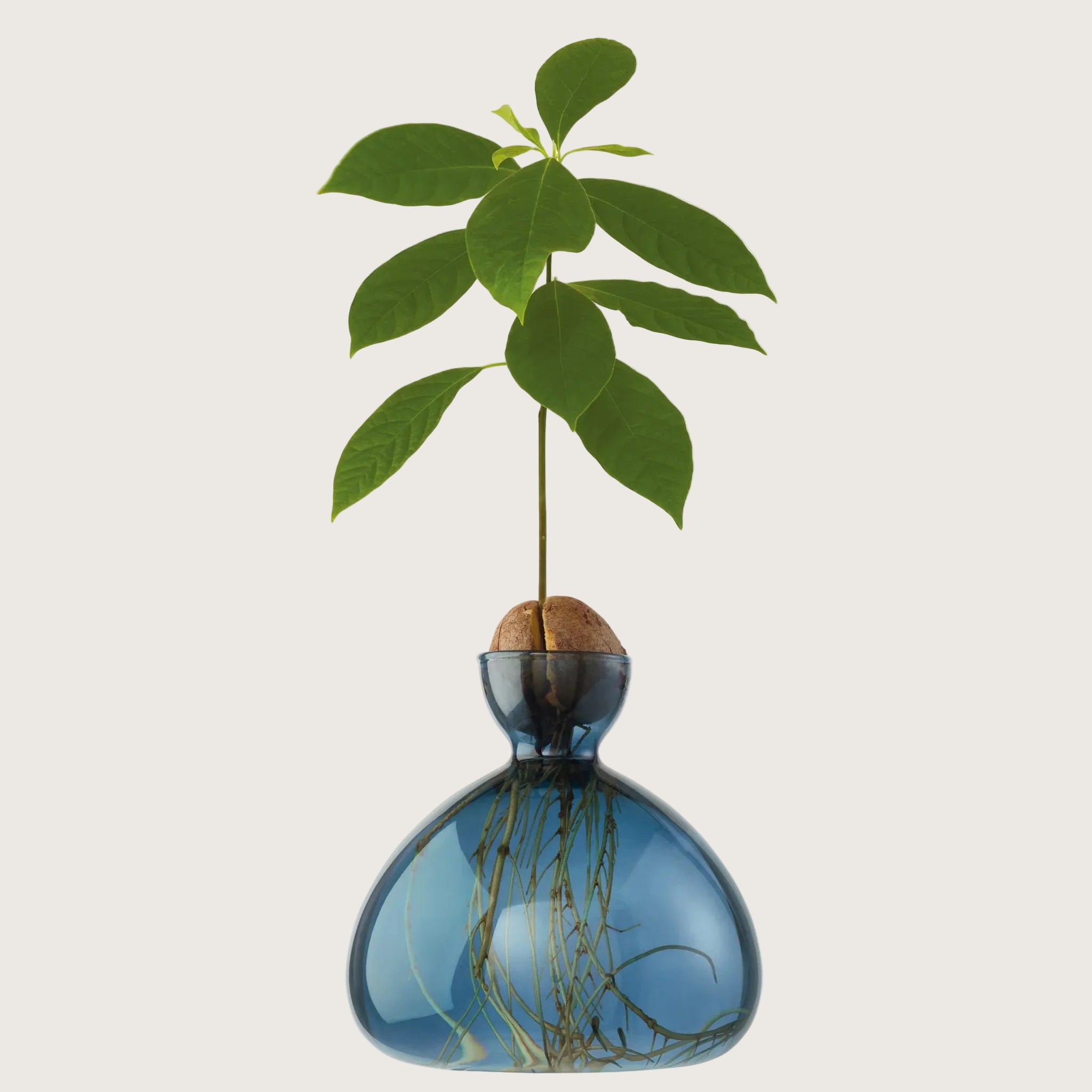 Avocado Vase - Blue Jay